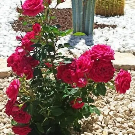 5 Elementi بورتو إمبيدوكْلي