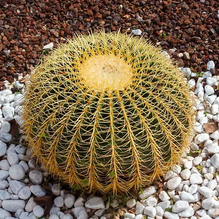 ベッド・アンド・ブレックファスト 5 Elementi