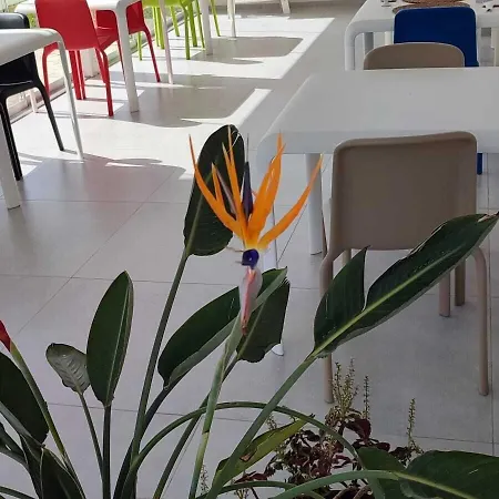 5 Elementi 4*